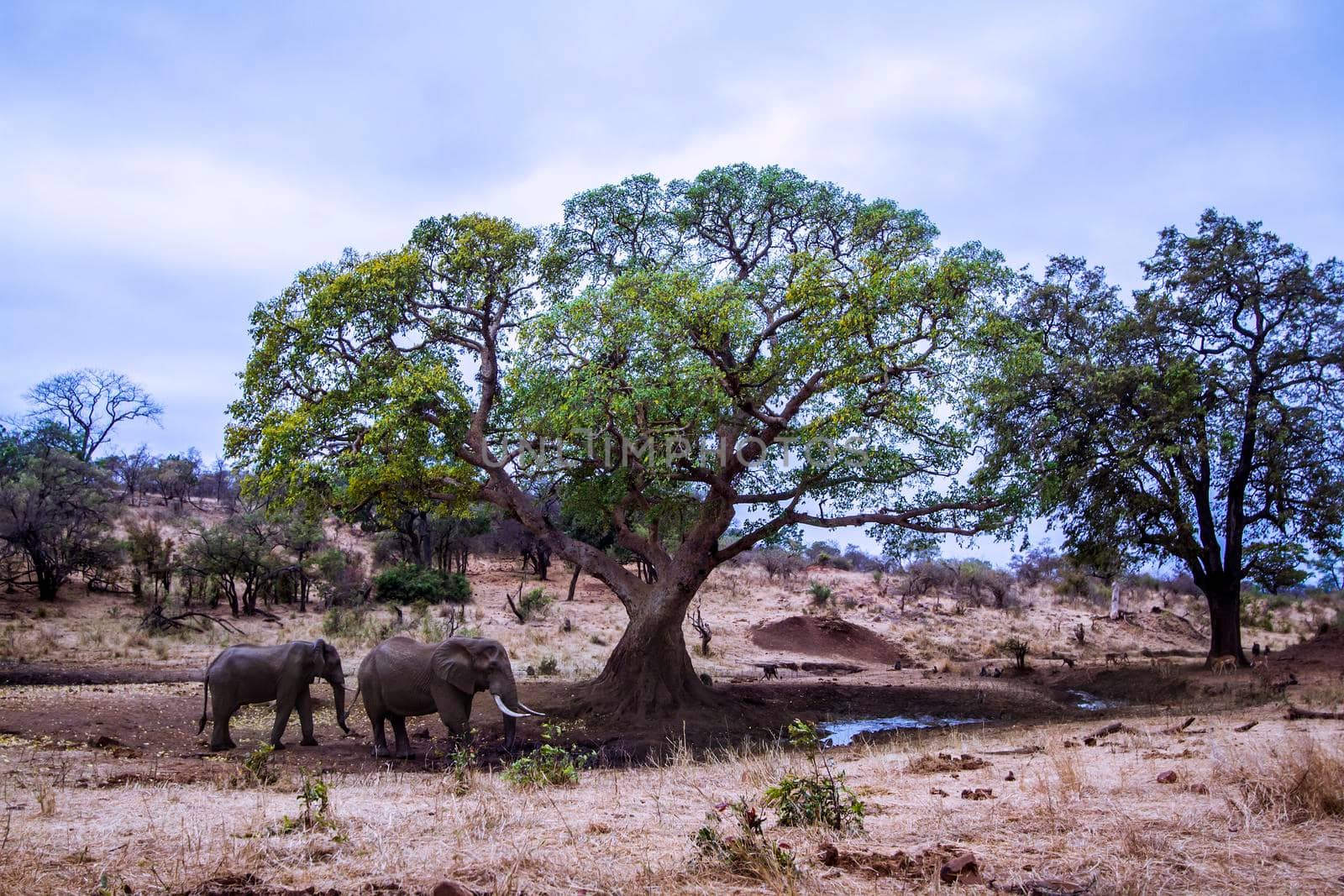 Specie Loxodonta africana family of Elephantidae