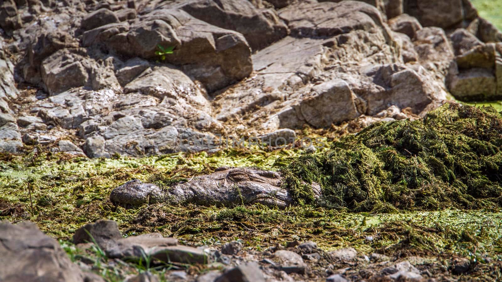 Specie Crocodylus niloticus family of Crocodylidae