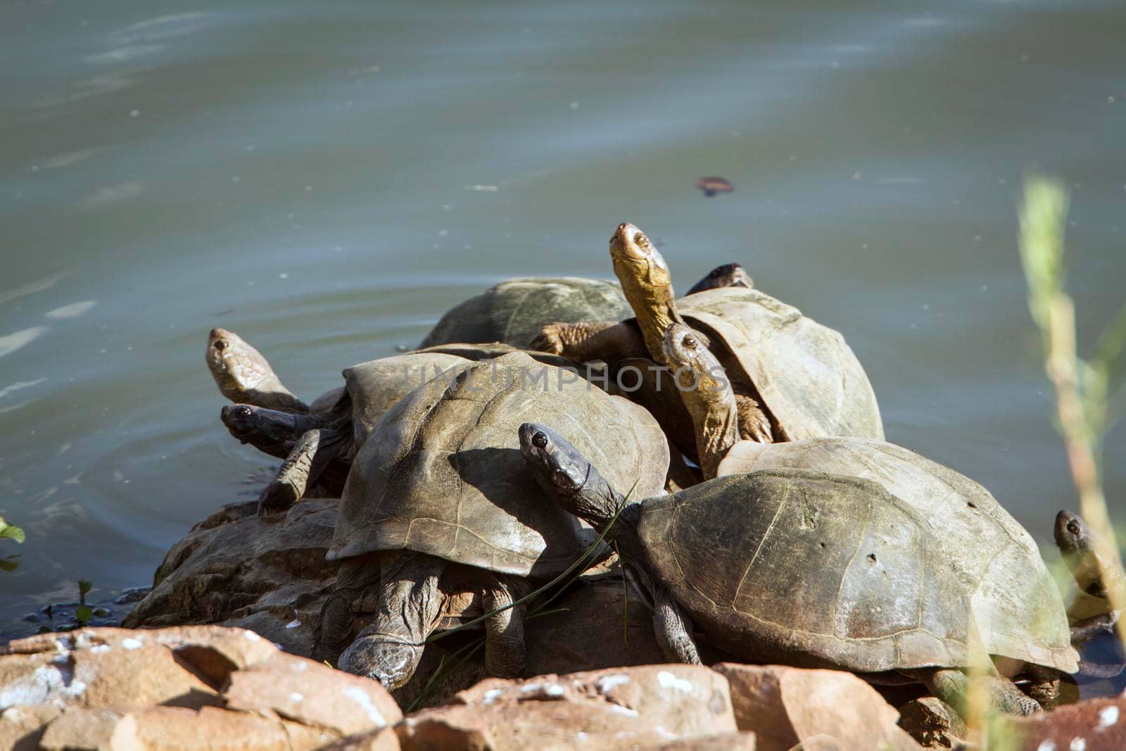 Specie Chersina angulata family of Testudinidae