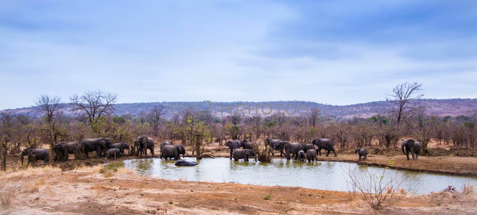 Specie Loxodonta africana family of Elephantidae