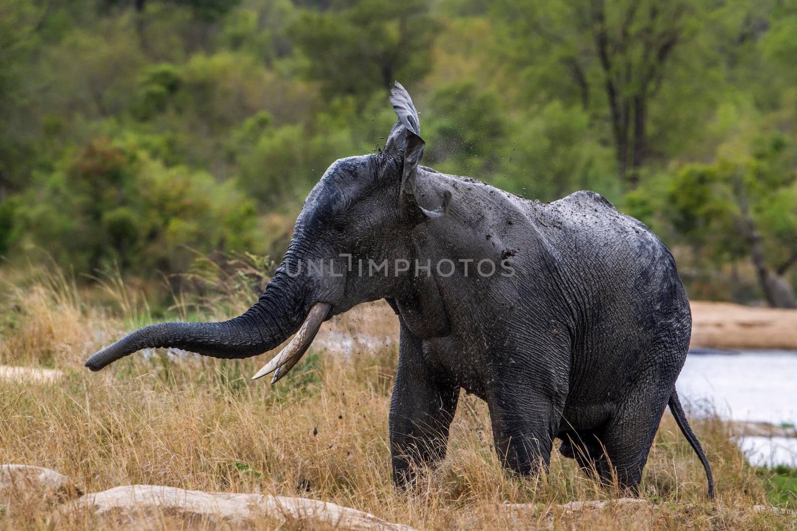 Specie Loxodonta africana family of Elephantidae