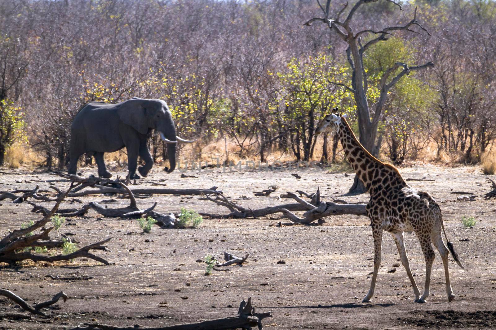 Specie Giraffa camelopardalis and Loxodonta africana