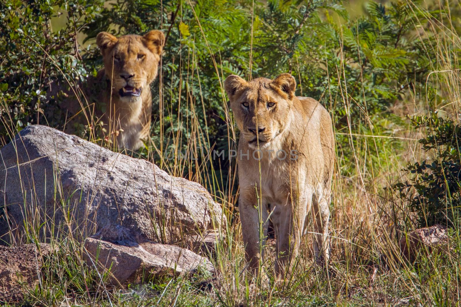 Specie Panthera leo family of Felidae