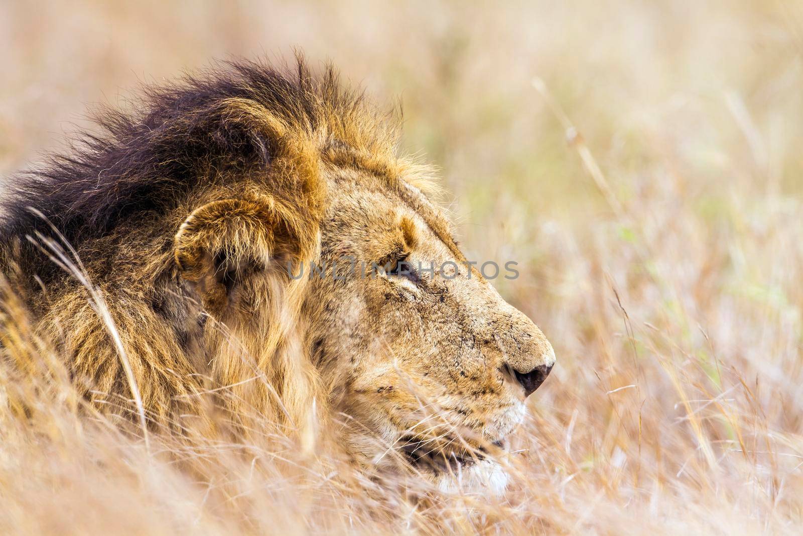 Specie Panthera leo family of felidae