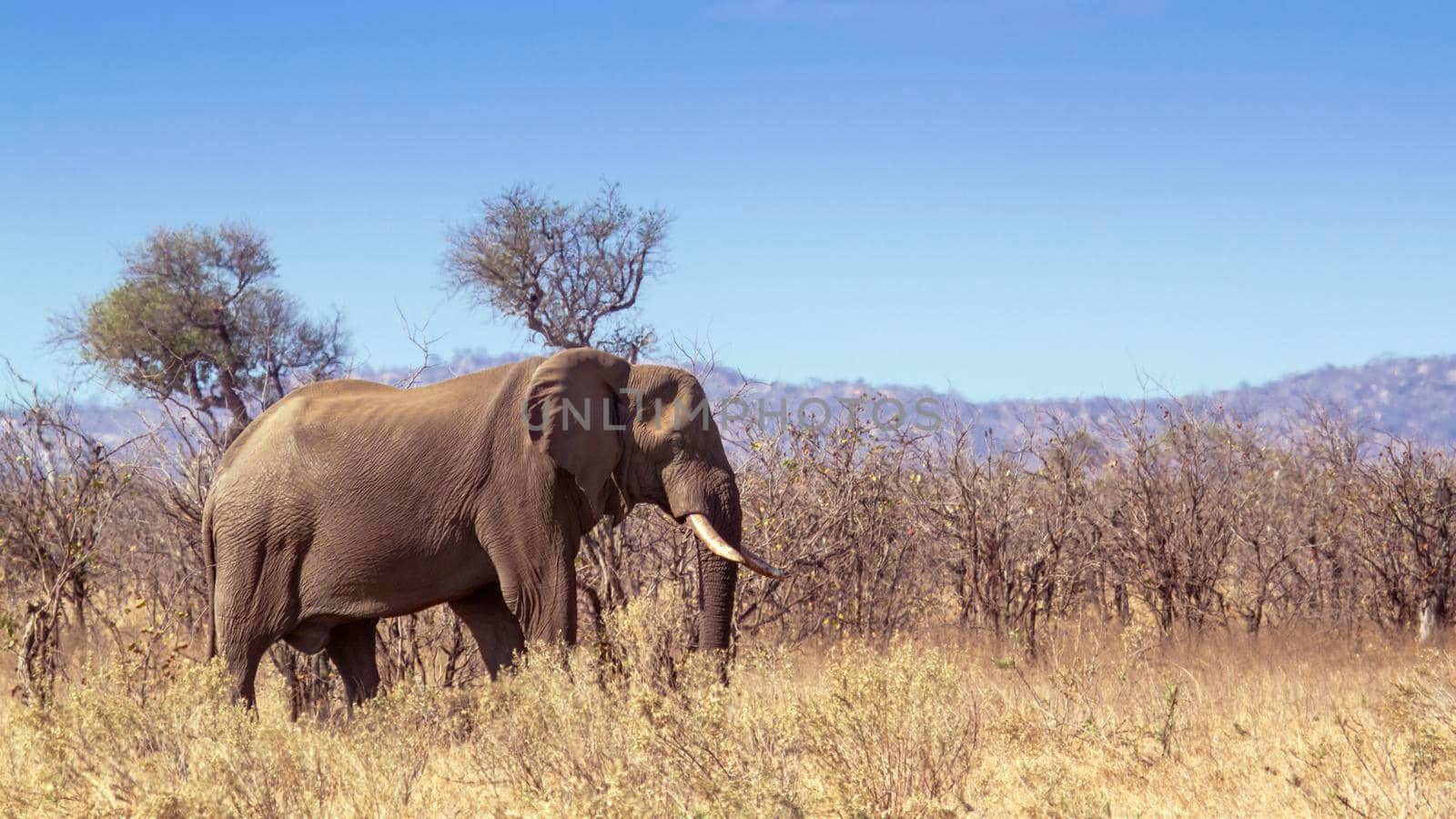 Specie Loxodonta africana family of 