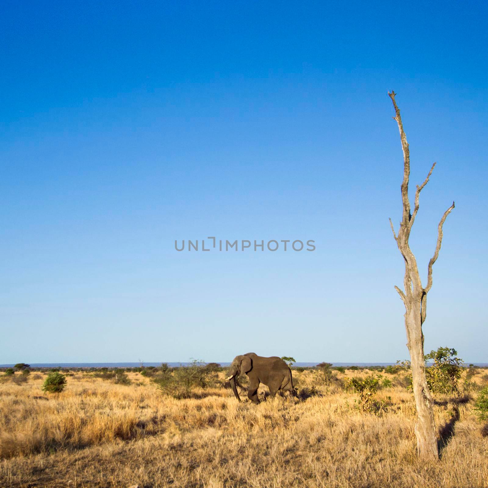 African bush elephant in Kruger National park by PACOCOMO