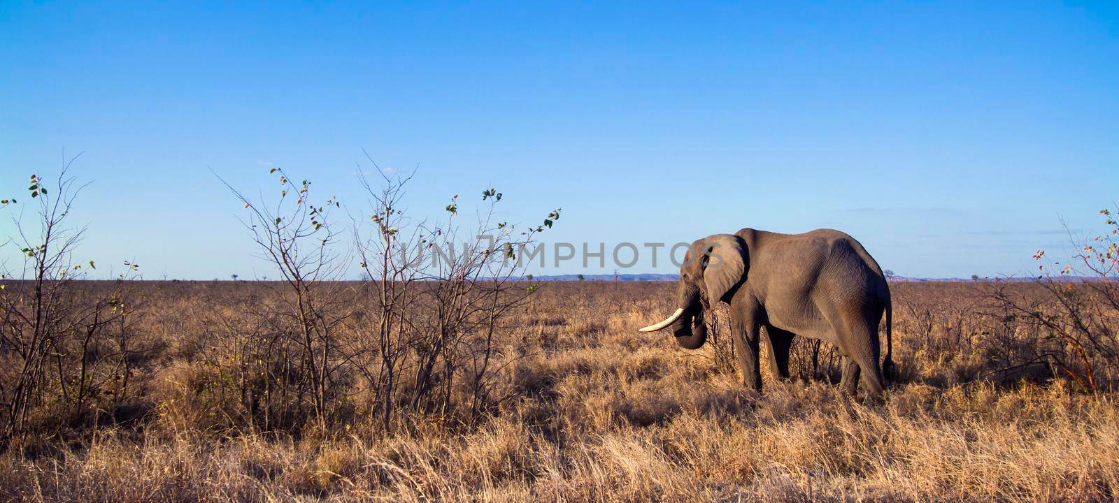 African bush elephant in Kruger National park by PACOCOMO