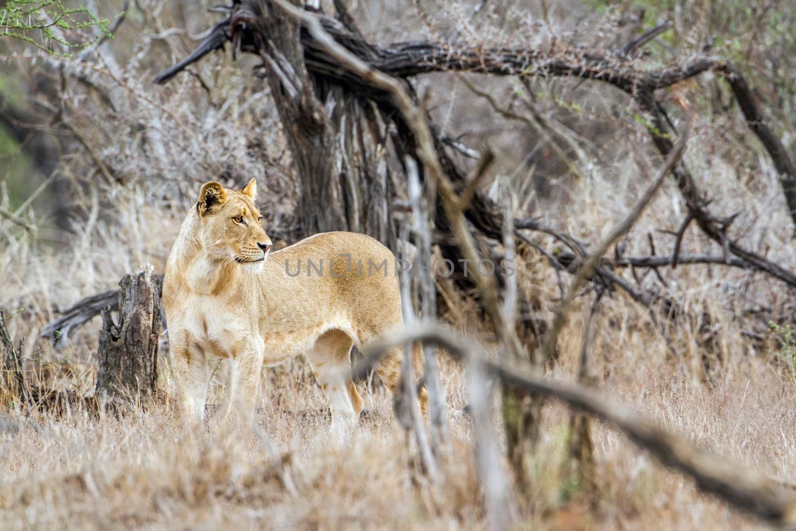 Specie Panthera leo family of felidae