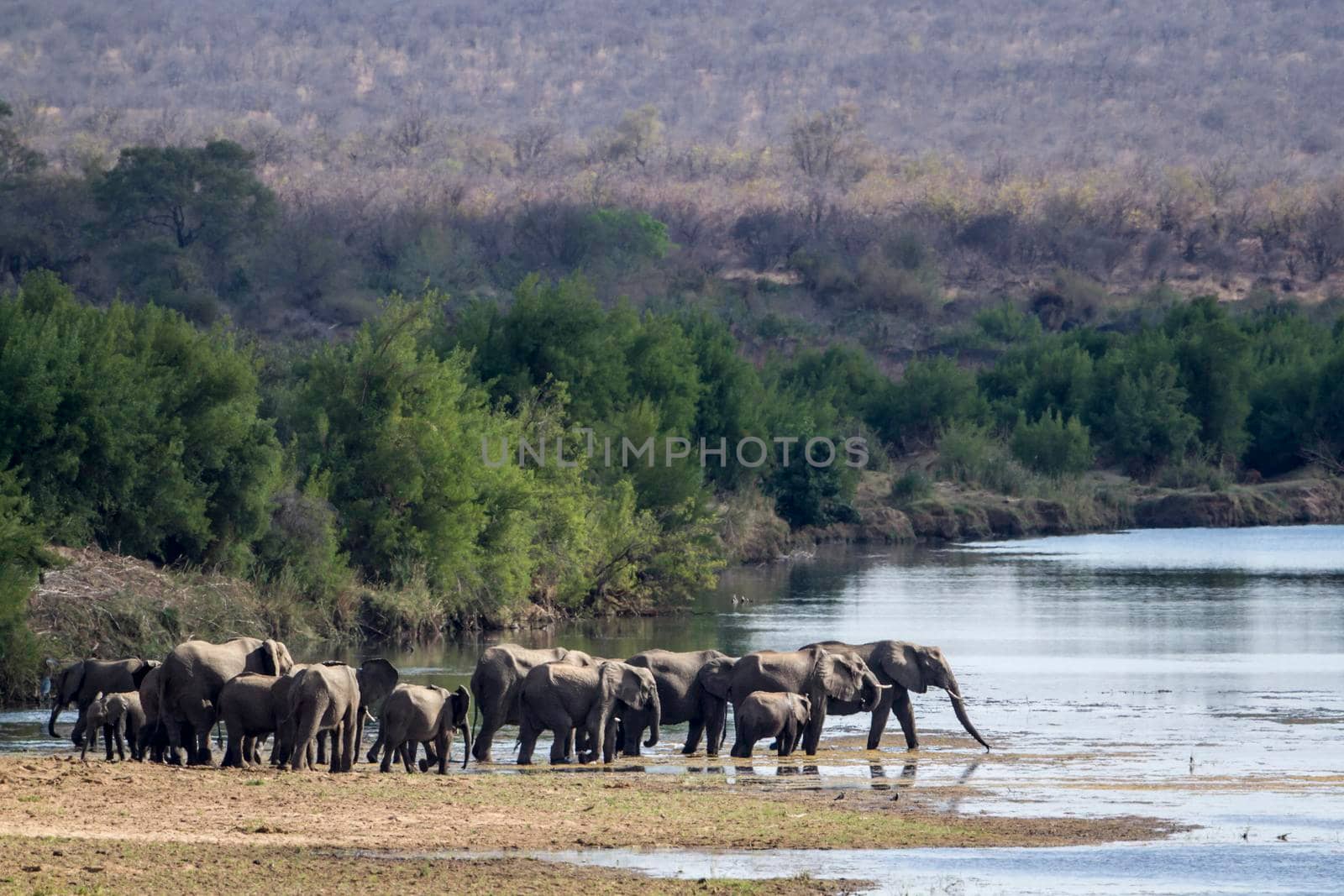 Specie Loxodonta africana family of 