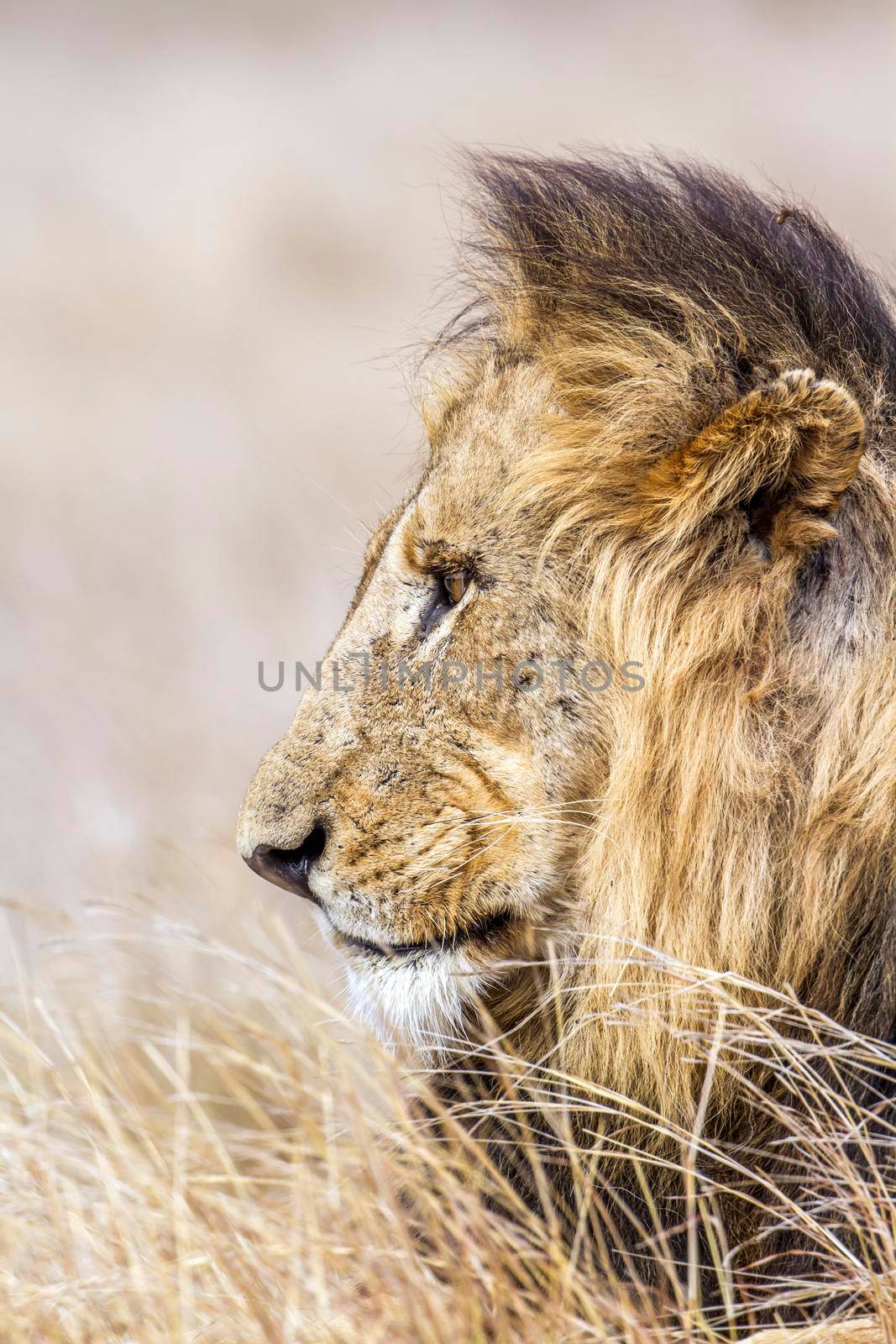 Lion in Kruger National park by PACOCOMO