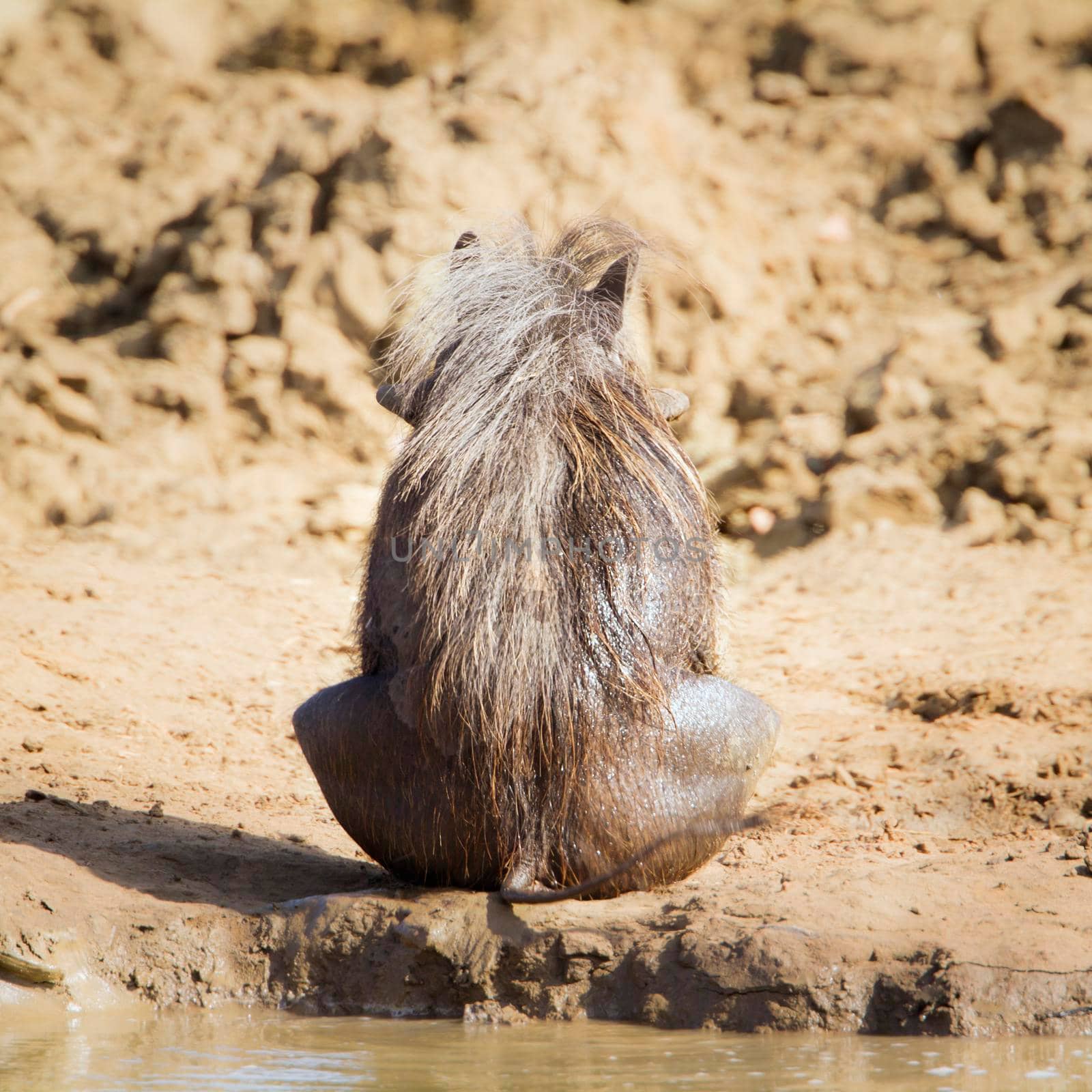 common warthog in Kruger National park by PACOCOMO