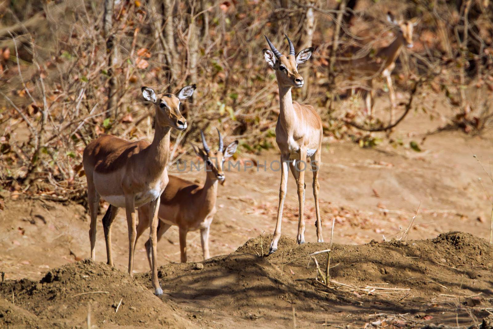 Specie Aepyceros melampus family of bovidae