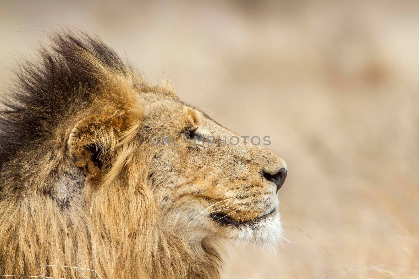 Specie Panthera leo family of felidae