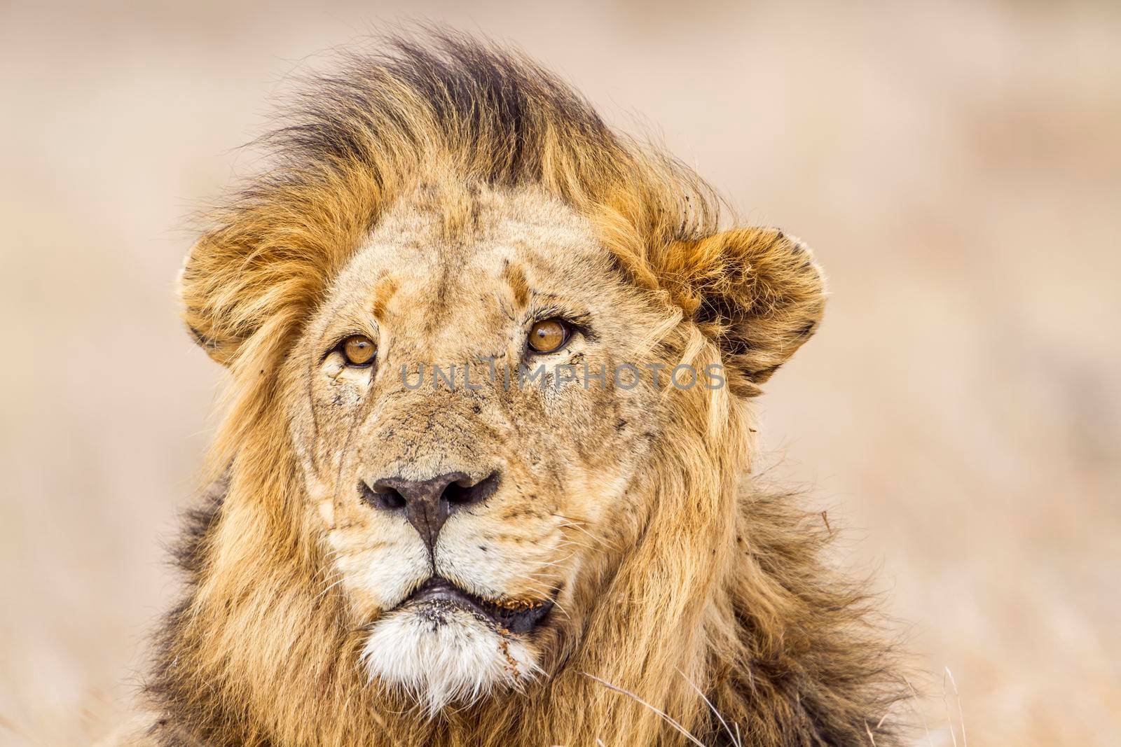 Specie Panthera leo family of felidae