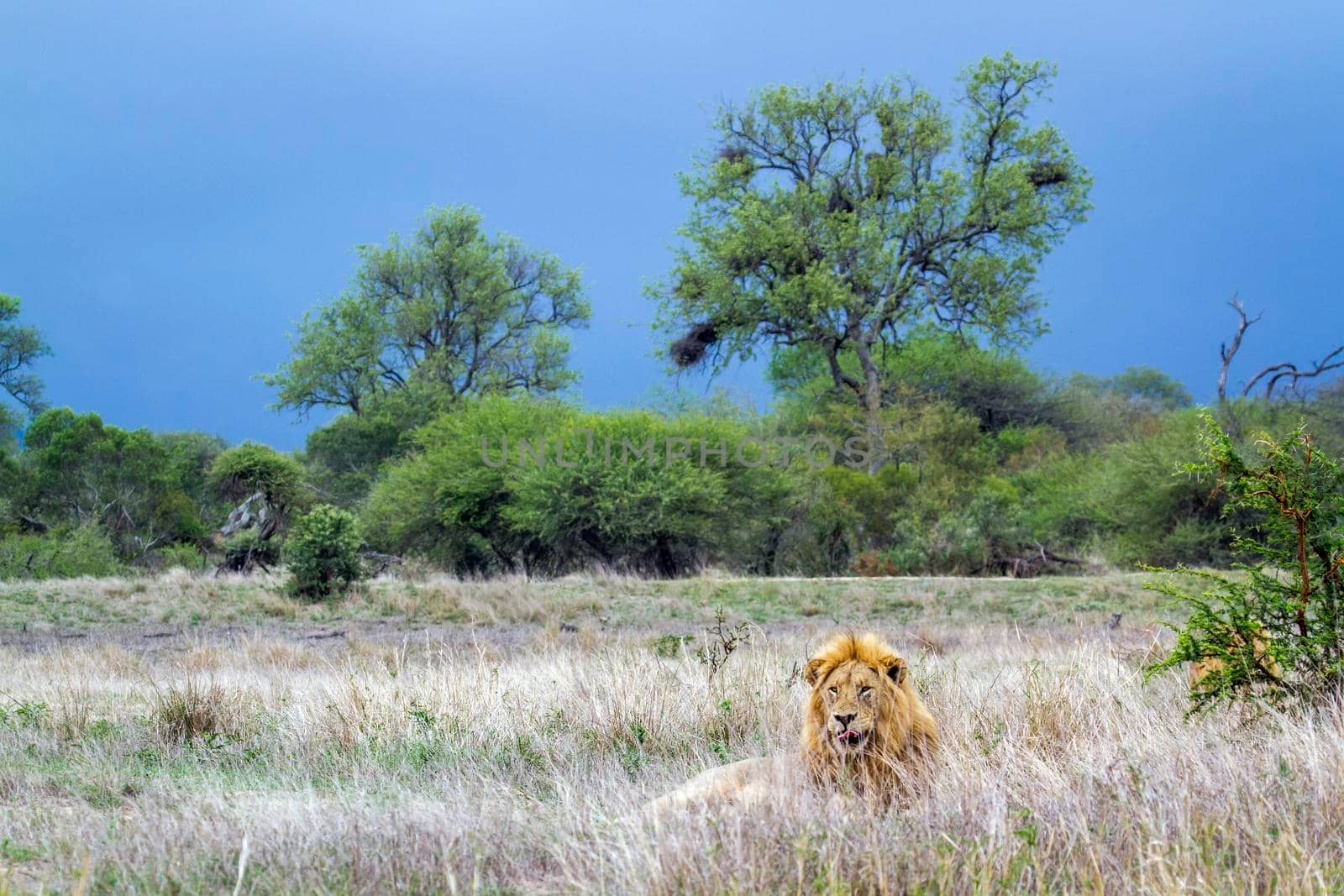 Specie Panthera leo family of felidae