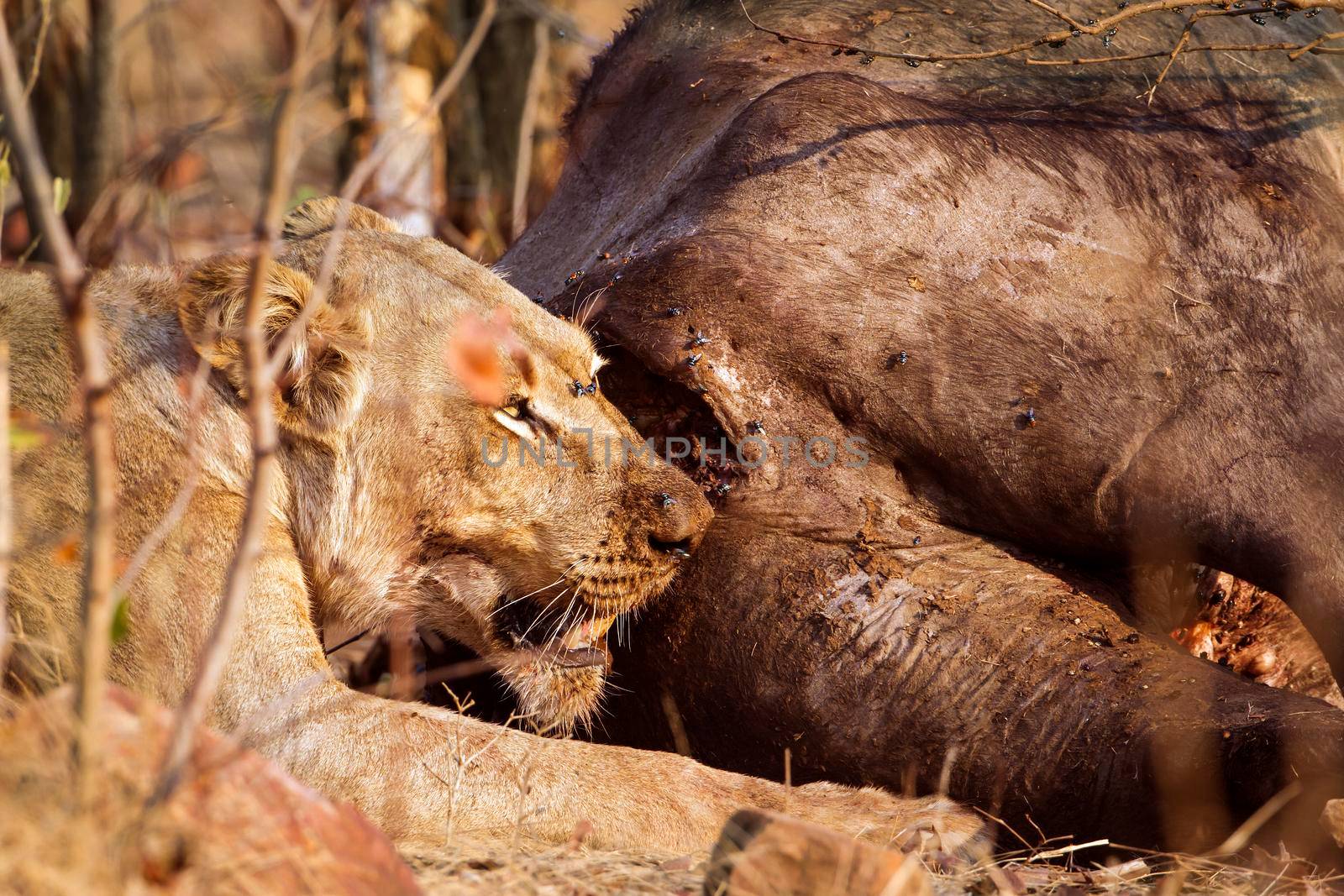 Specie Panthera leo family of felidae
