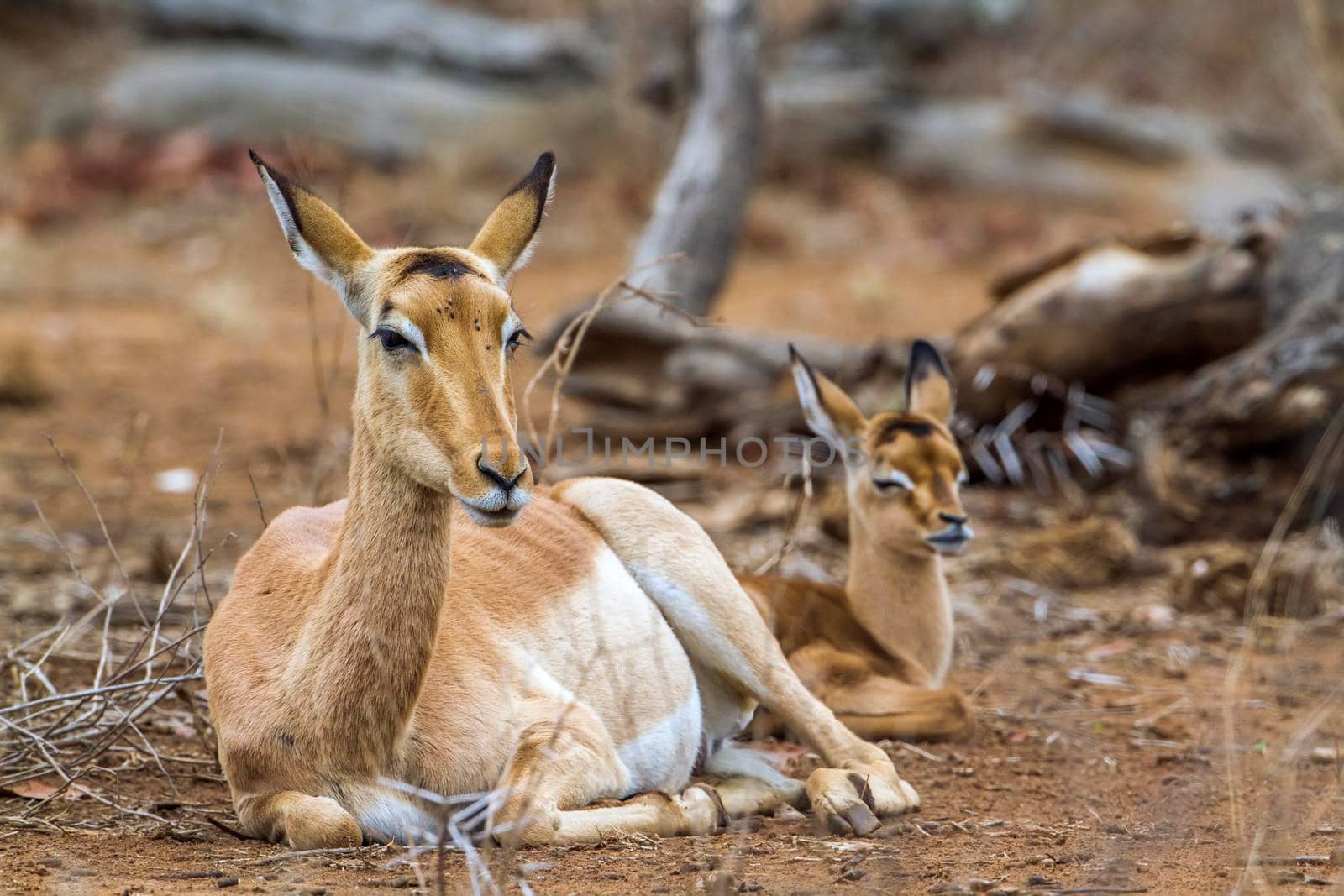 Specie Aepyceros melampus family of bovidae