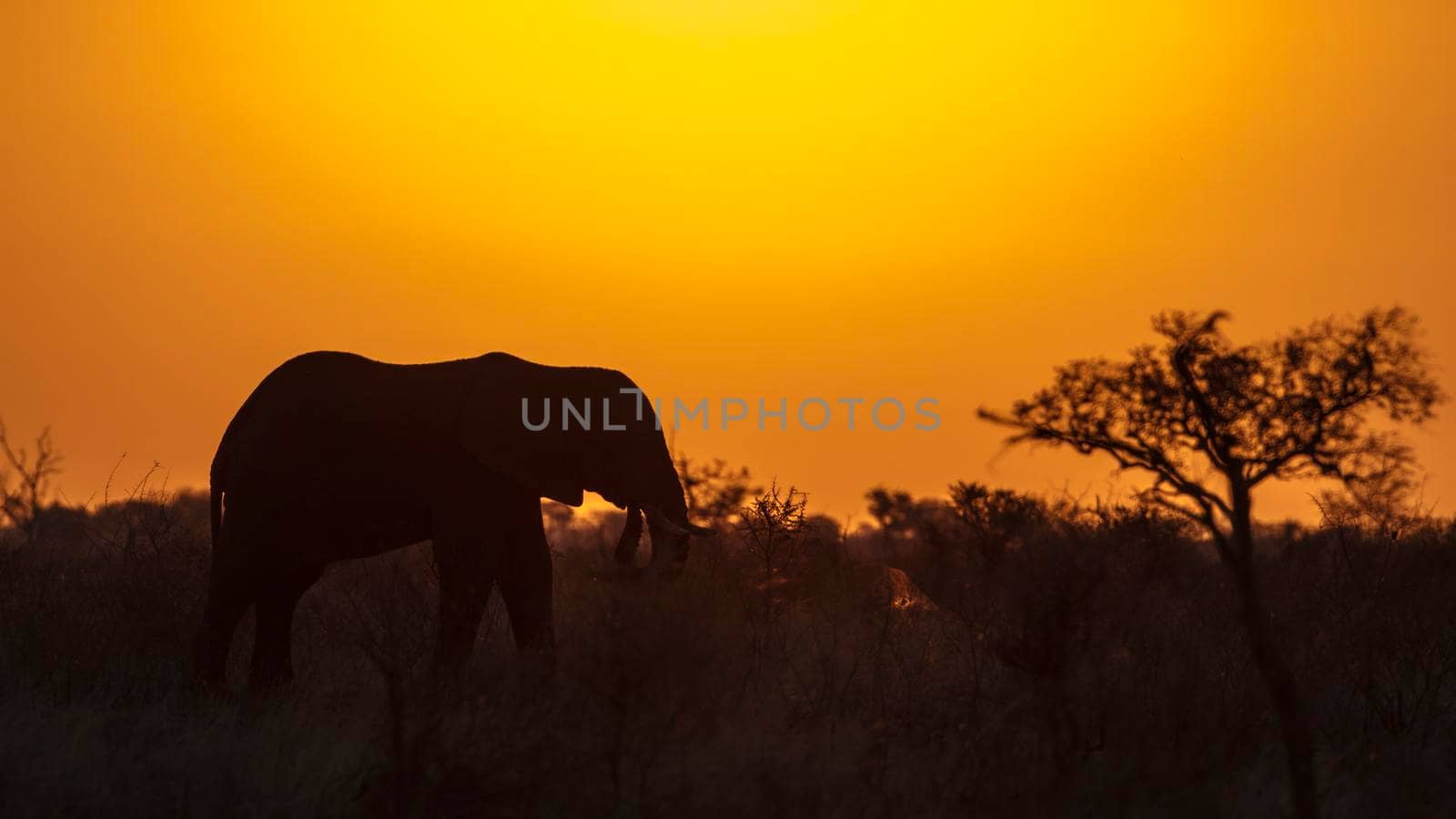 Specie Loxodonta africana family of Elephantidae
