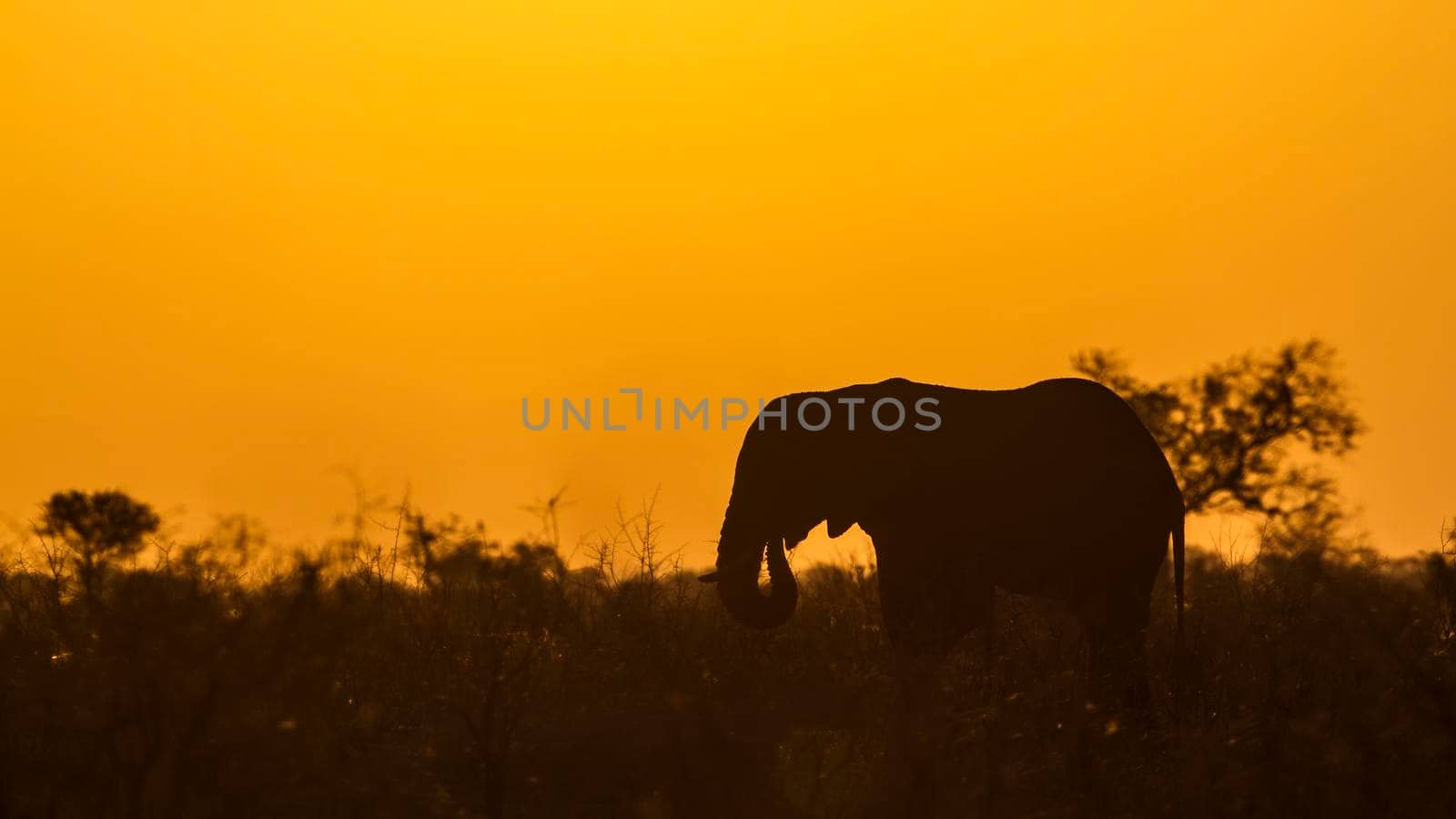 Specie Loxodonta africana family of Elephantidae