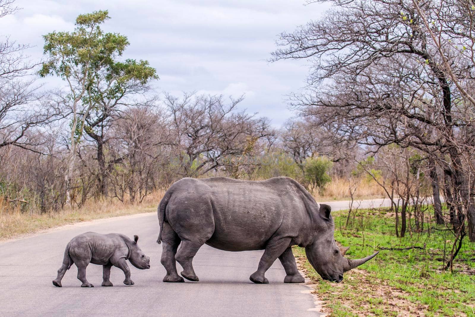 specie Ceratotherium simum simum family of Rhinocerotidae