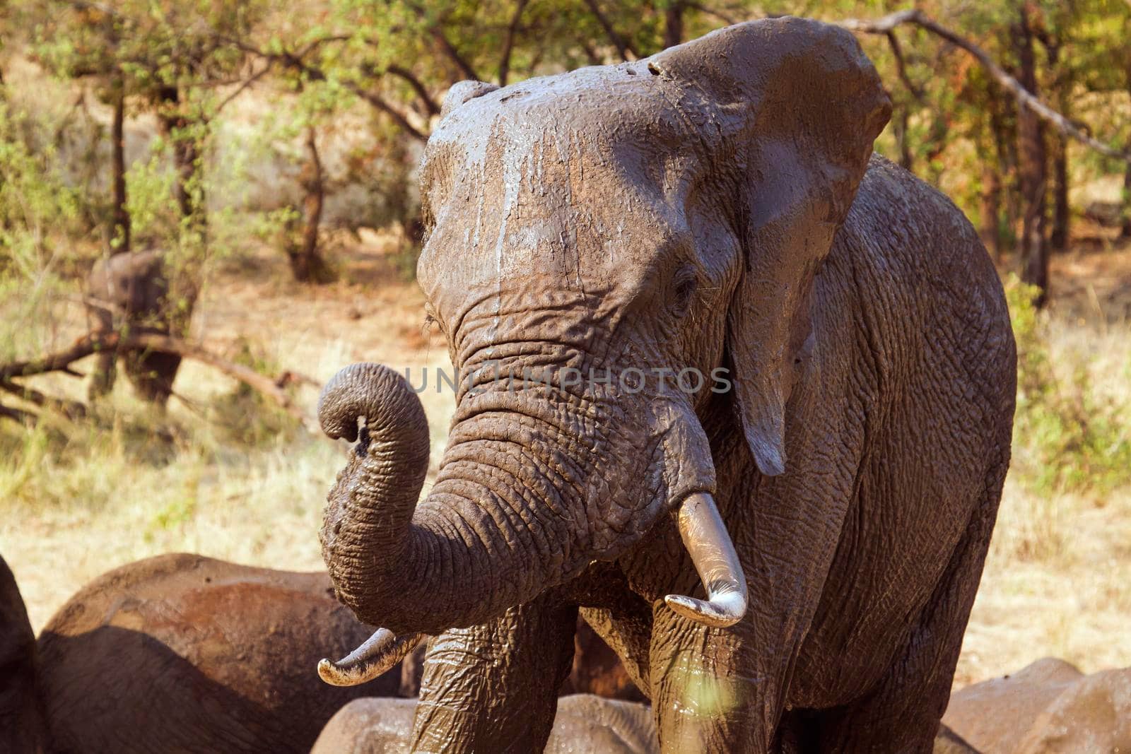 Specie Loxodonta africana family of Elephantidae