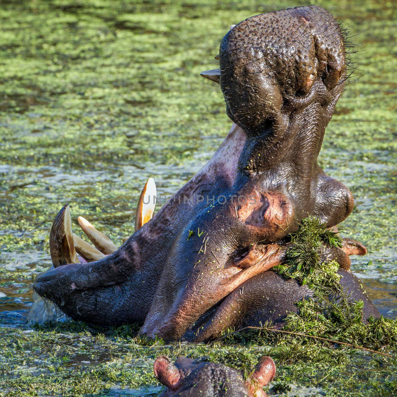 Specie Hippopotamus amphibius family of Hippopotamidae