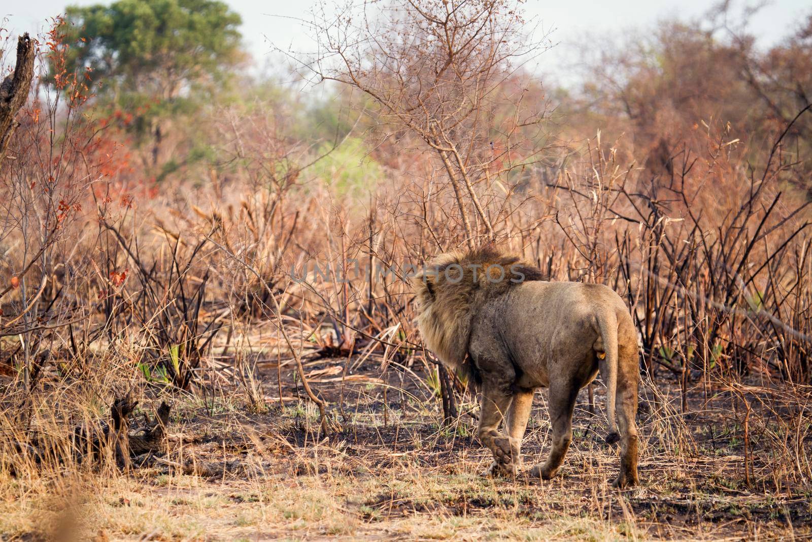 Specie Panthera leo family of felidae