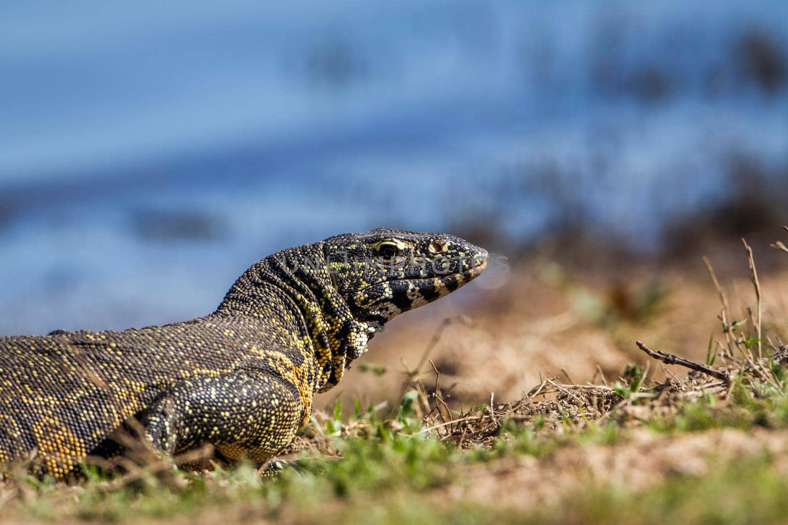 Specie Varanus niloticus family of Varanidae