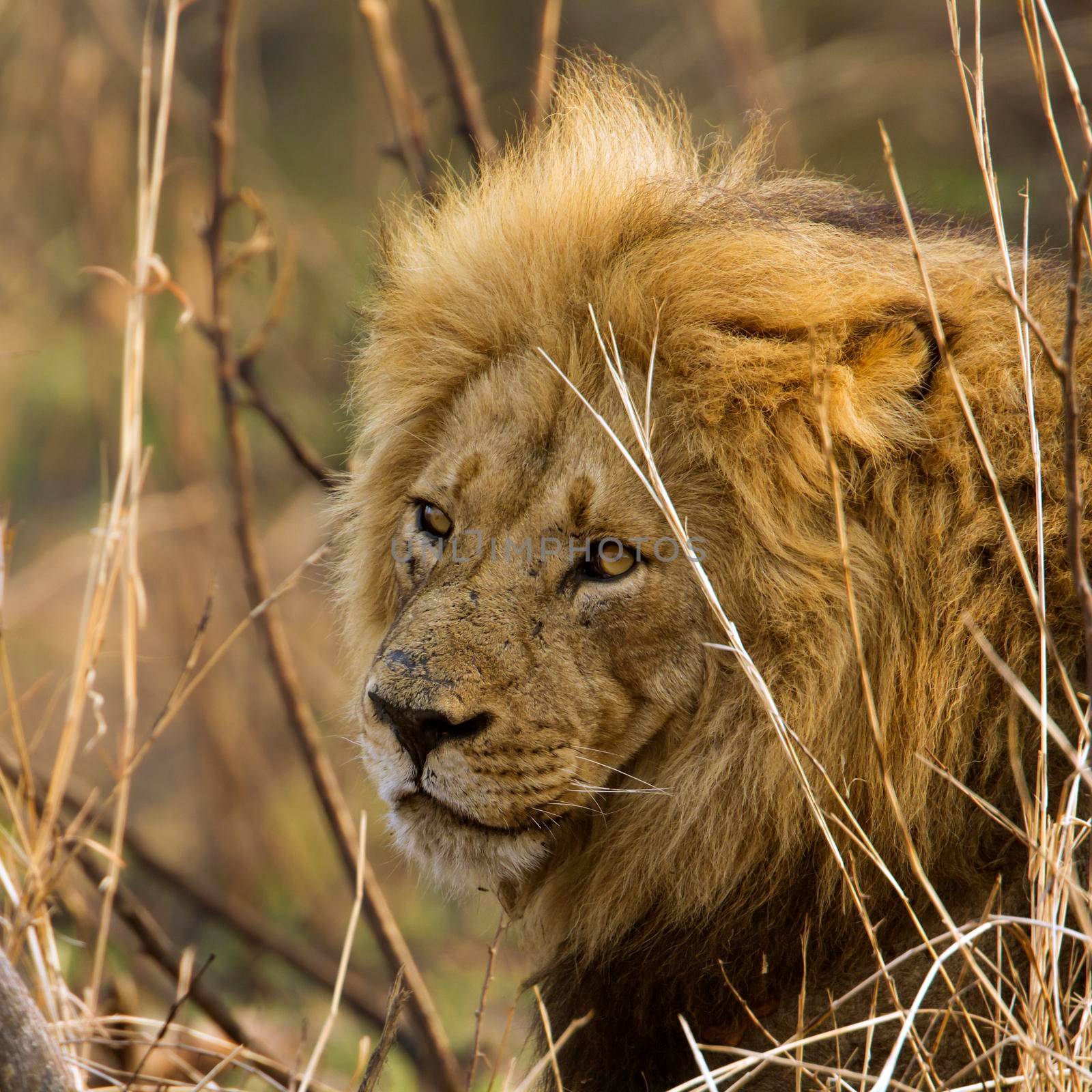 Lion in Kruger National park by PACOCOMO
