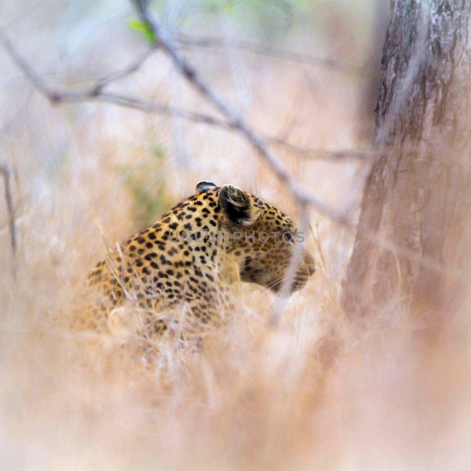 Leopard in Kruger National park by PACOCOMO