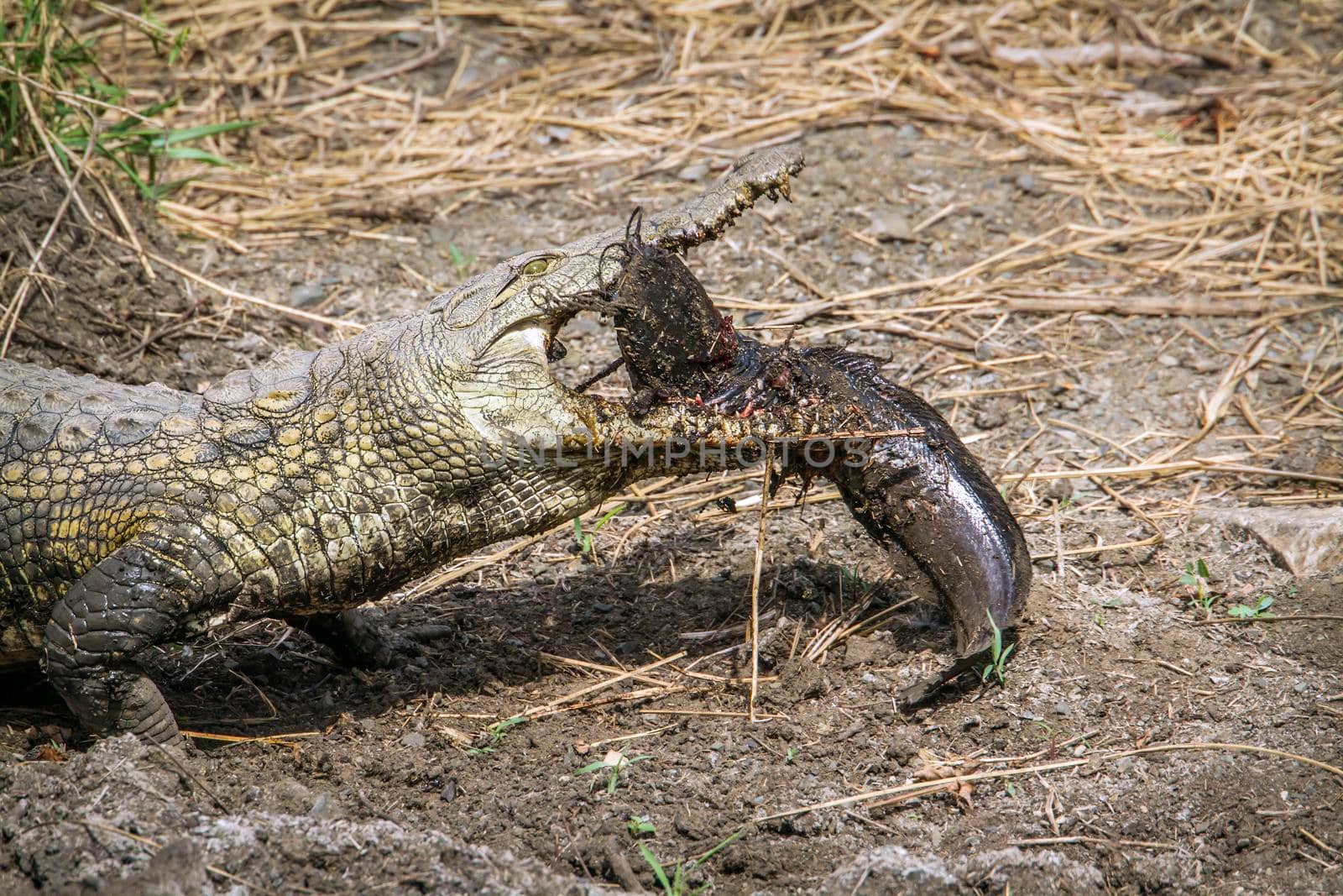 Specie Crocodylus niloticus family of Crocodylidae