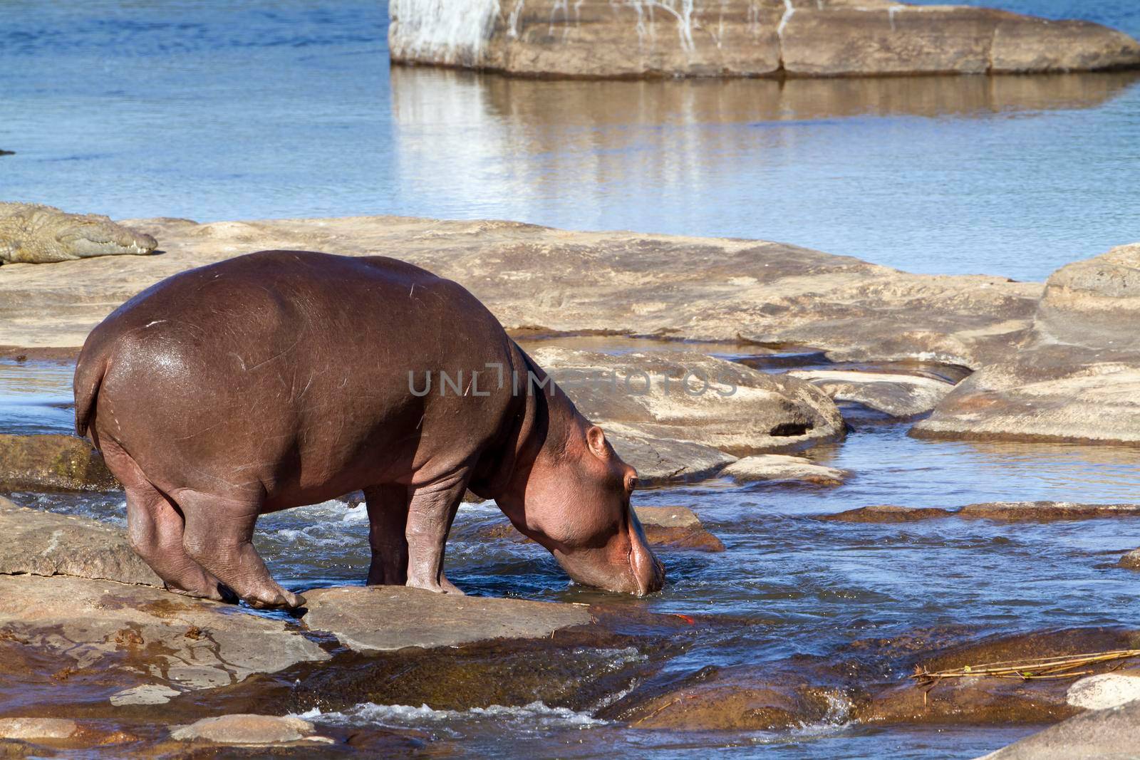 Specie Hippopotamus amphibius family of Hippopotamidae