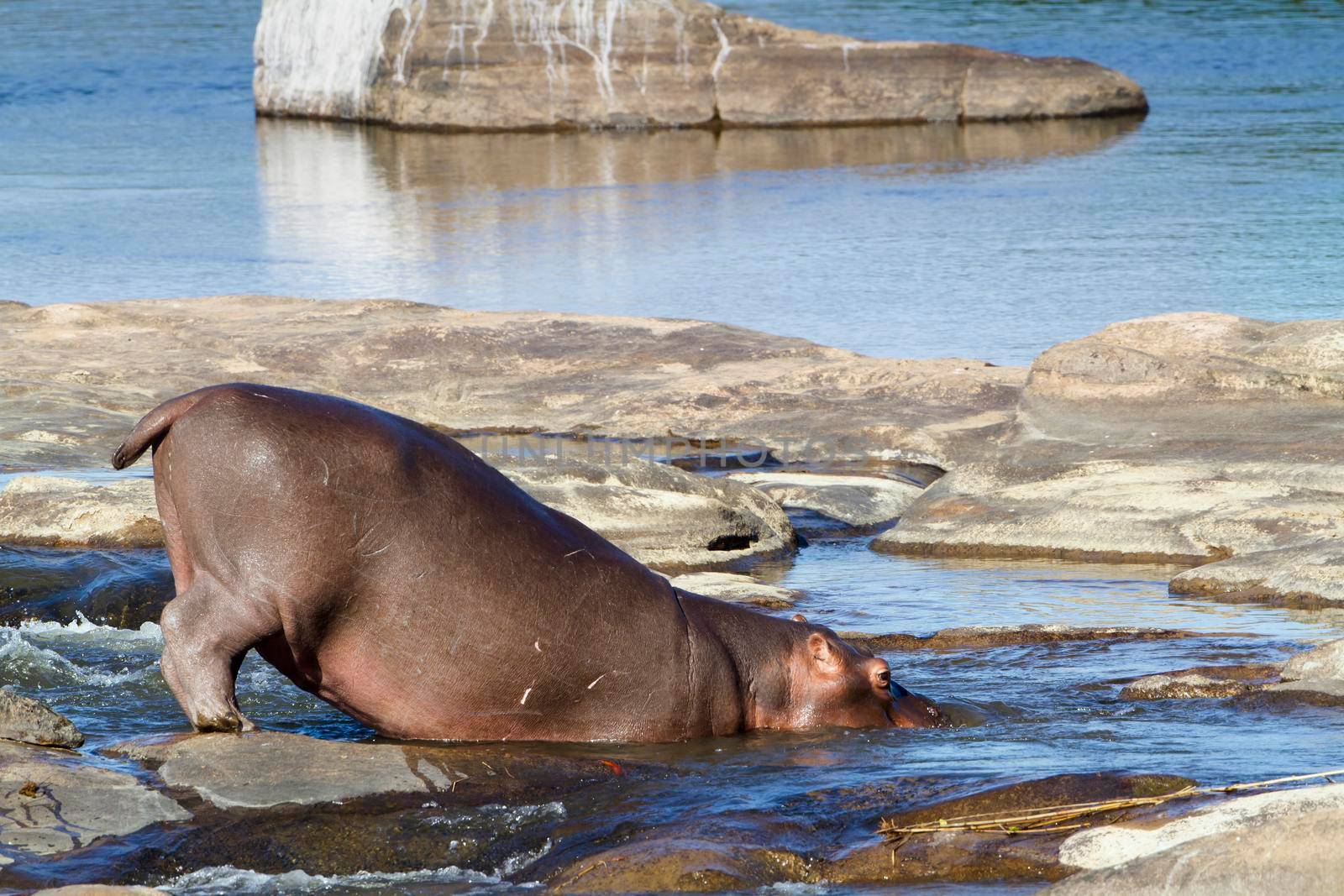 Specie Hippopotamus amphibius family of Hippopotamidae