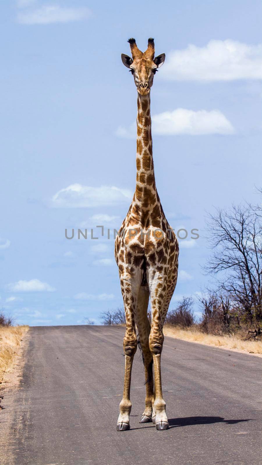 Specie Giraffa camelopardalis family of Giraffidae