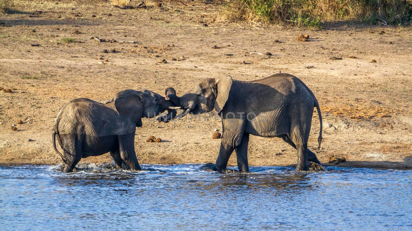 Specie Loxodonta africana family of Elephantidae