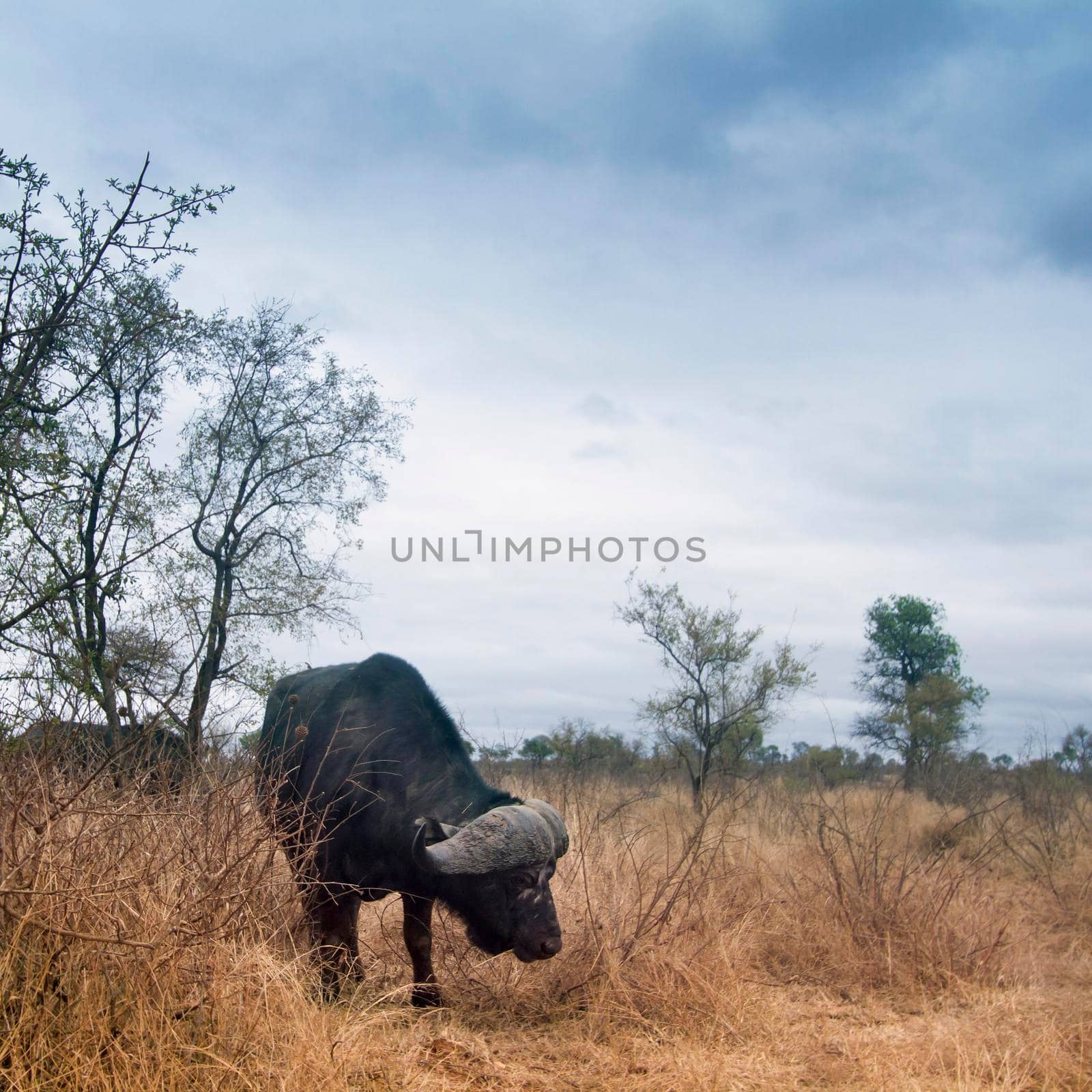 African buffalo in Kruger National park by PACOCOMO
