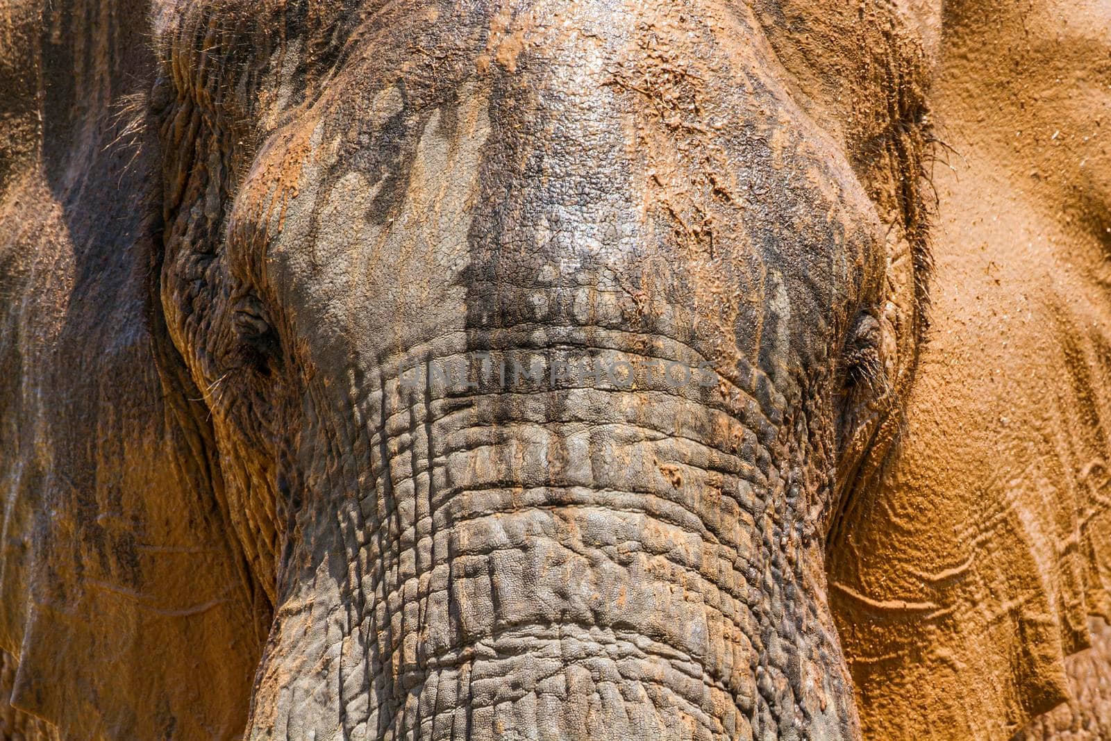 Specie Loxodonta africana