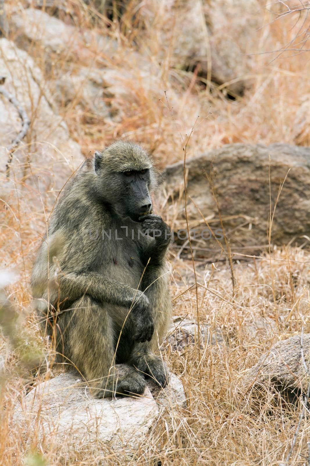 Chacma baboon in Kruger National park by PACOCOMO