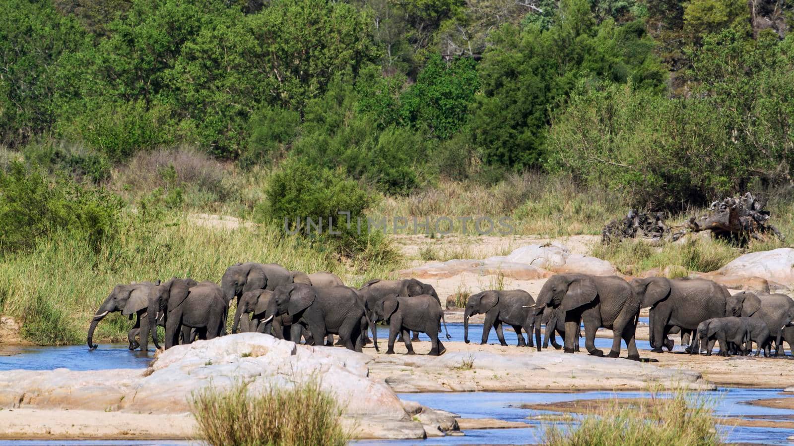 Specie Loxodonta africana family of Elephantidae