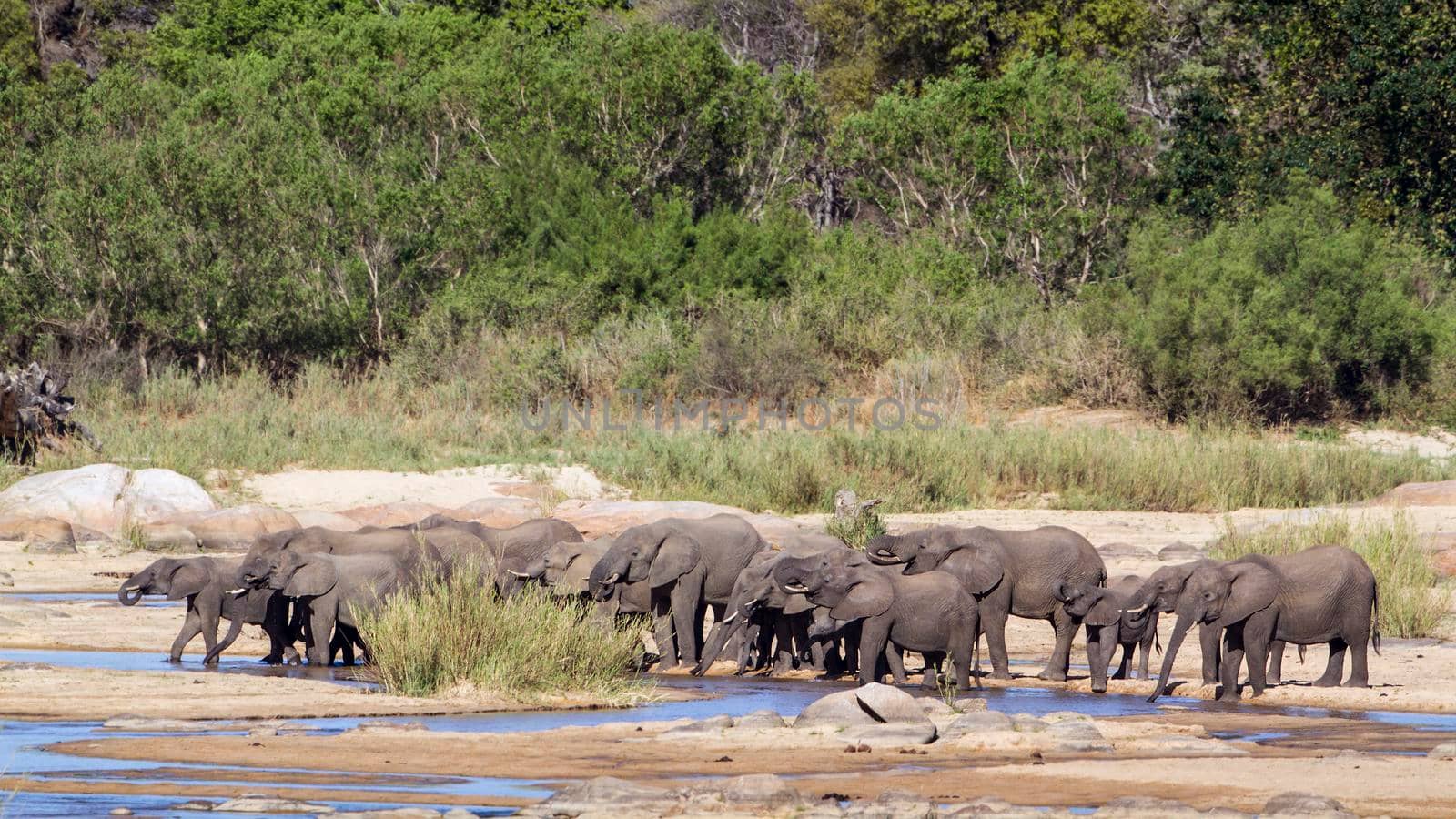 Specie Loxodonta africana family of Elephantidae