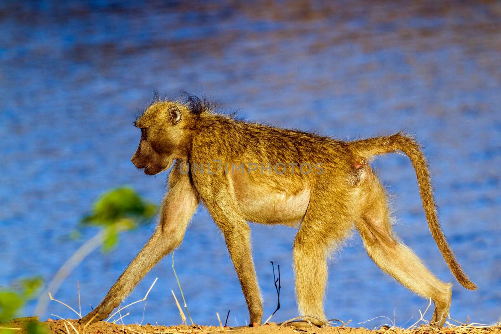 Specie Papio ursinus family of Cercopithecidae
