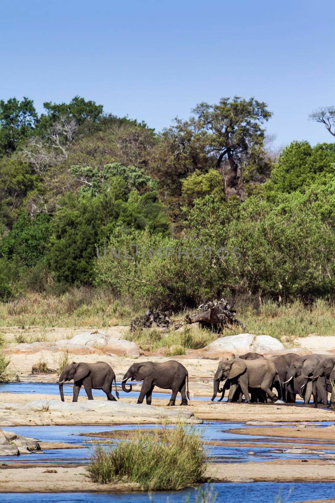 African bush elephant in Kruger National park by PACOCOMO