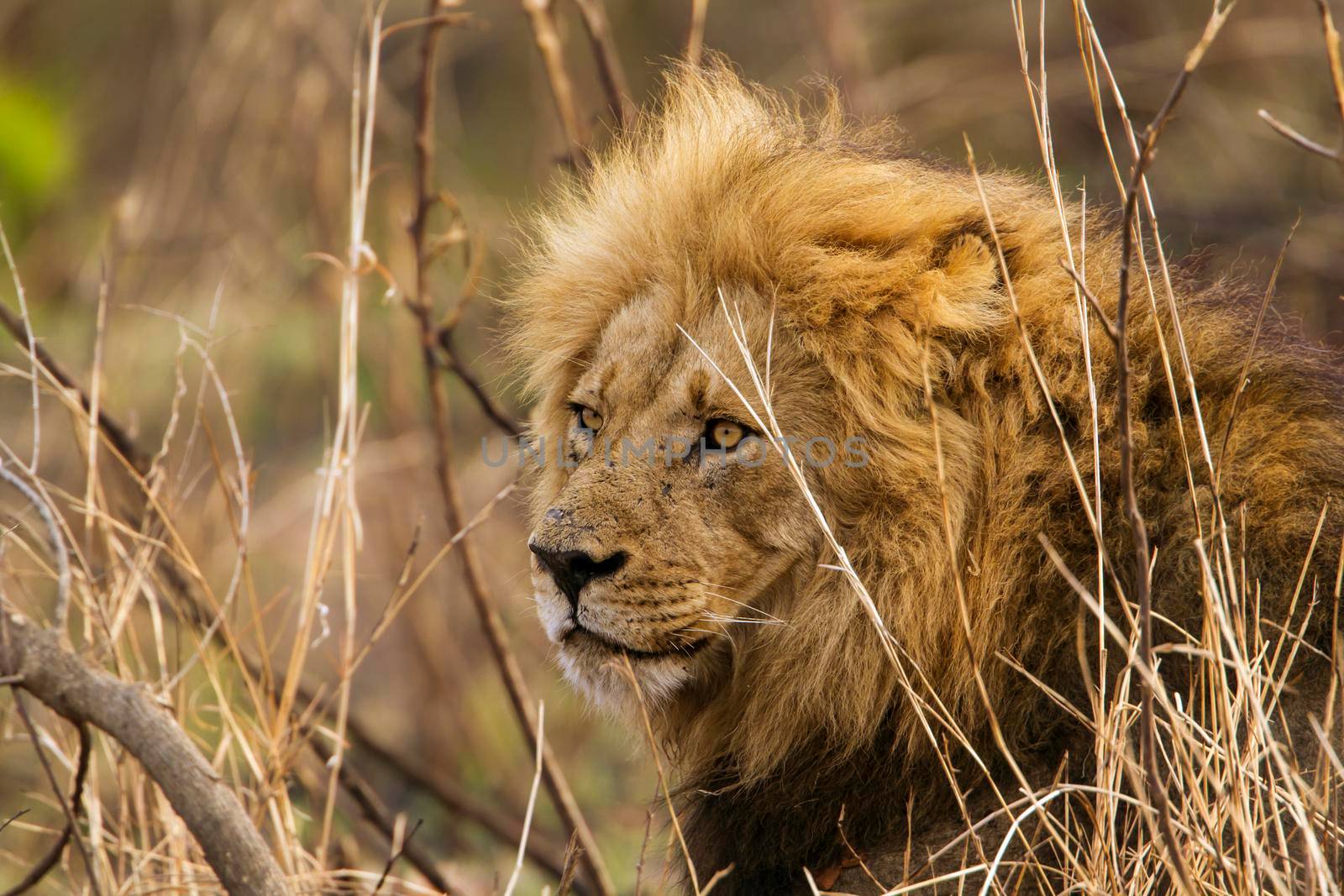Specie Panthera leo family of felidae