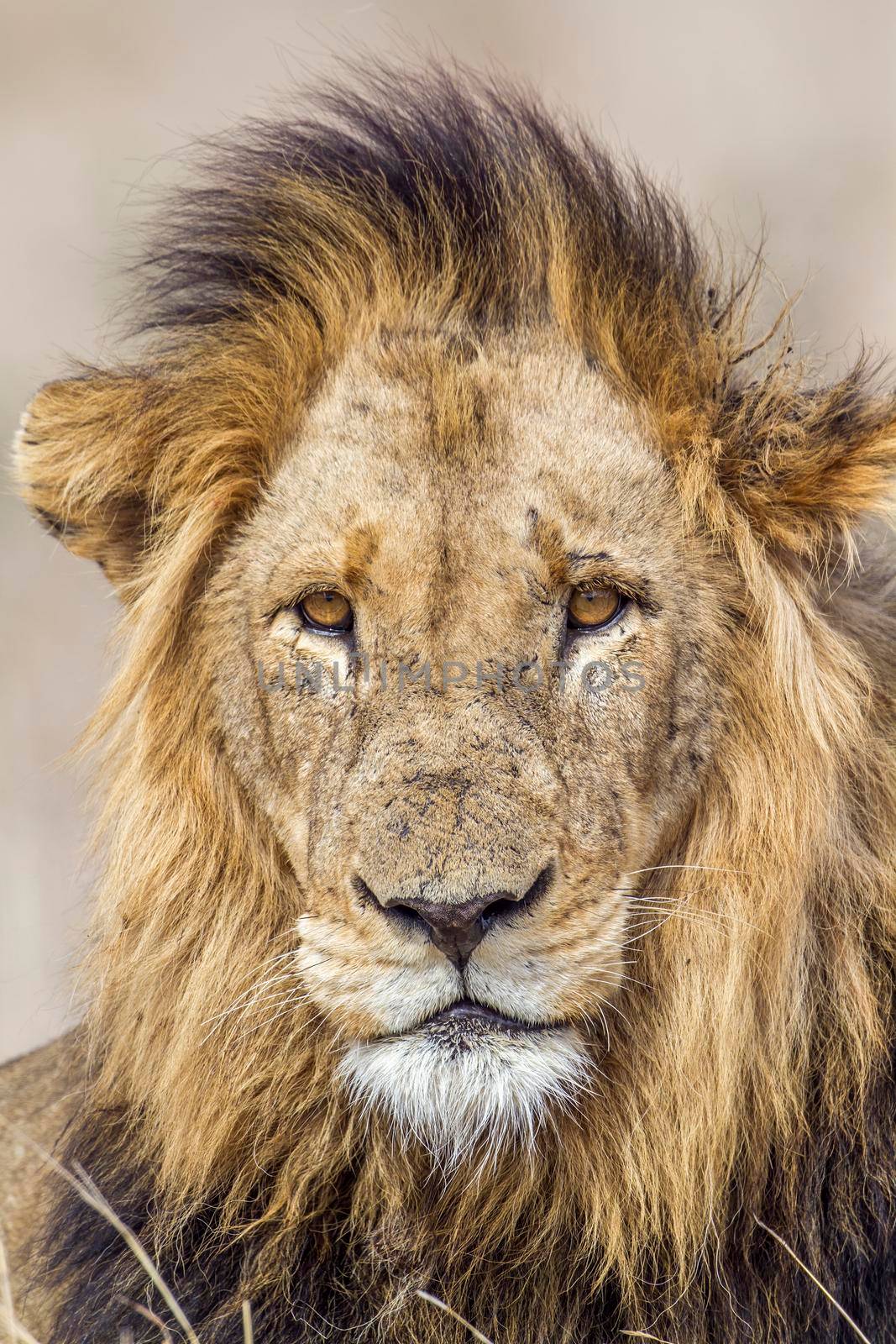 Lion in Kruger National park by PACOCOMO