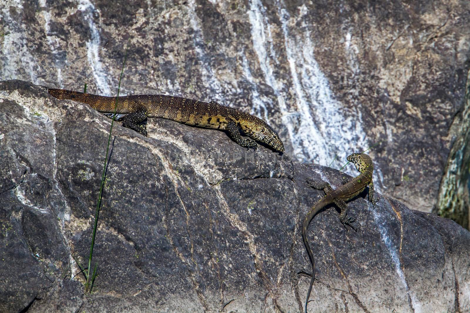 Specie Varanus niloticus family of Varanidae