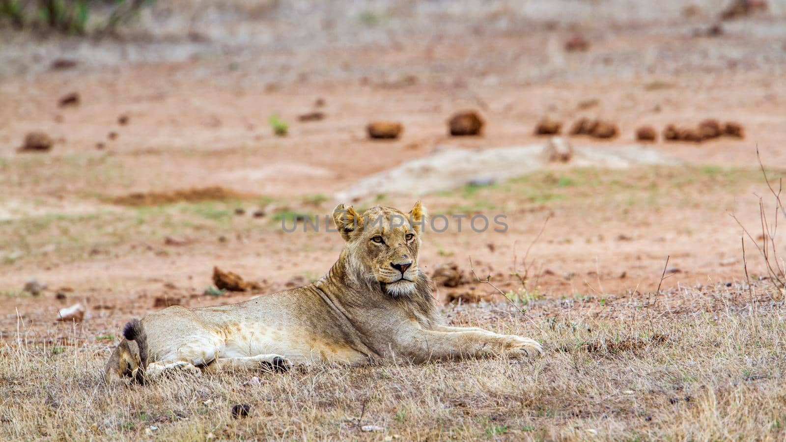 Specie Panthera leo family of felidae