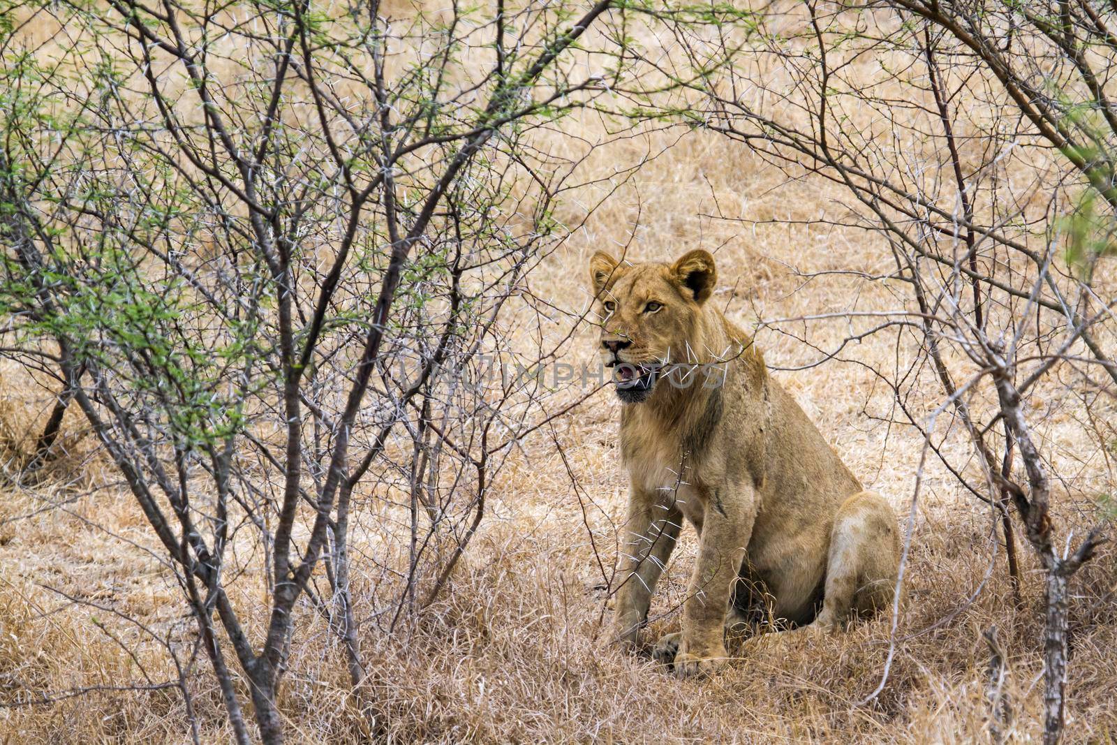 Specie Panthera leo family of felidae