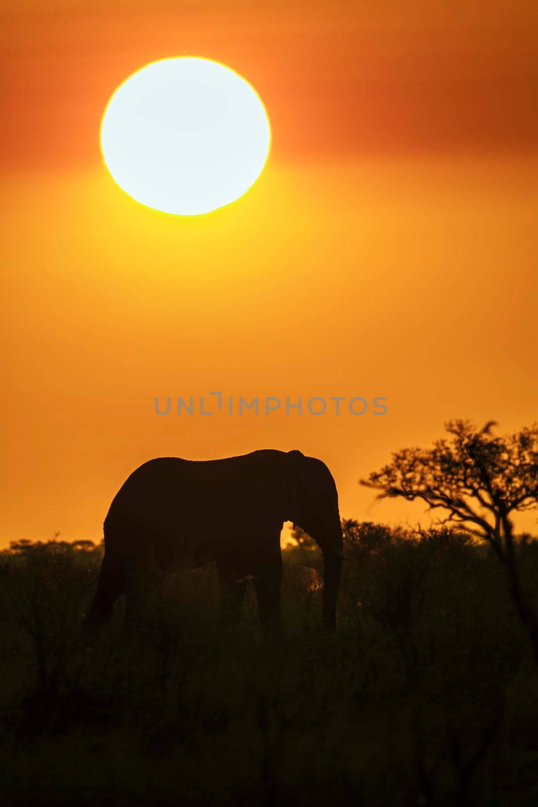 Specie Loxodonta africana family of Elephantidae