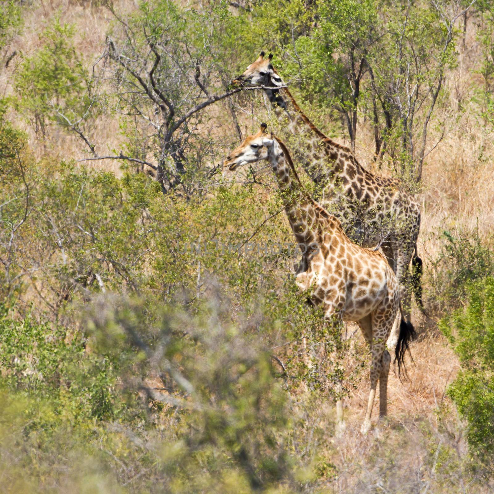 Giraffe in Kruger National park by PACOCOMO