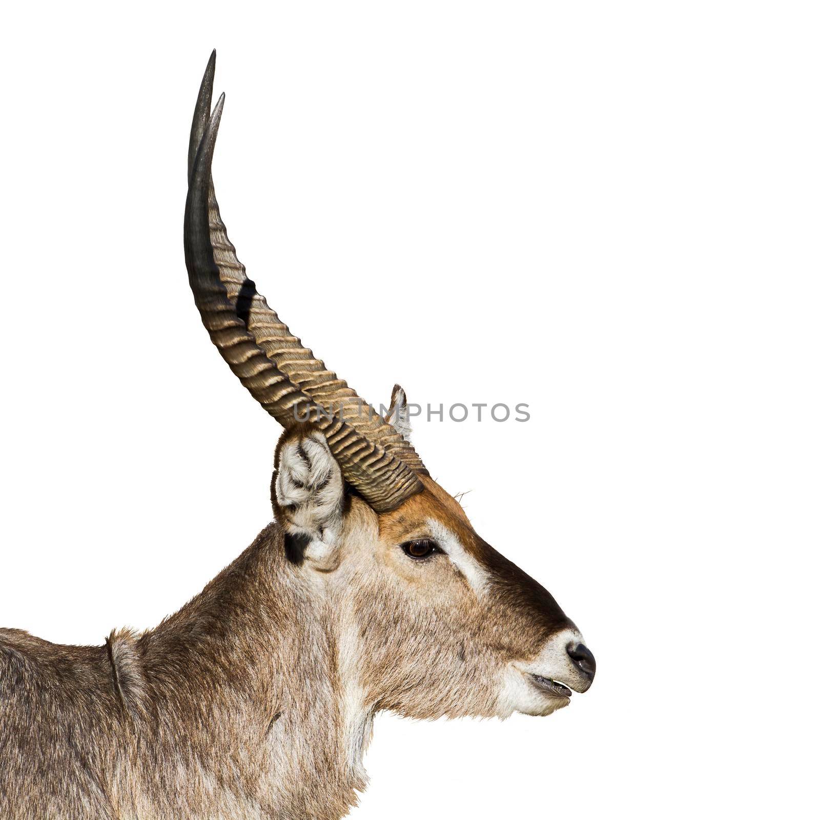 Waterbuck in Kruger National park by PACOCOMO